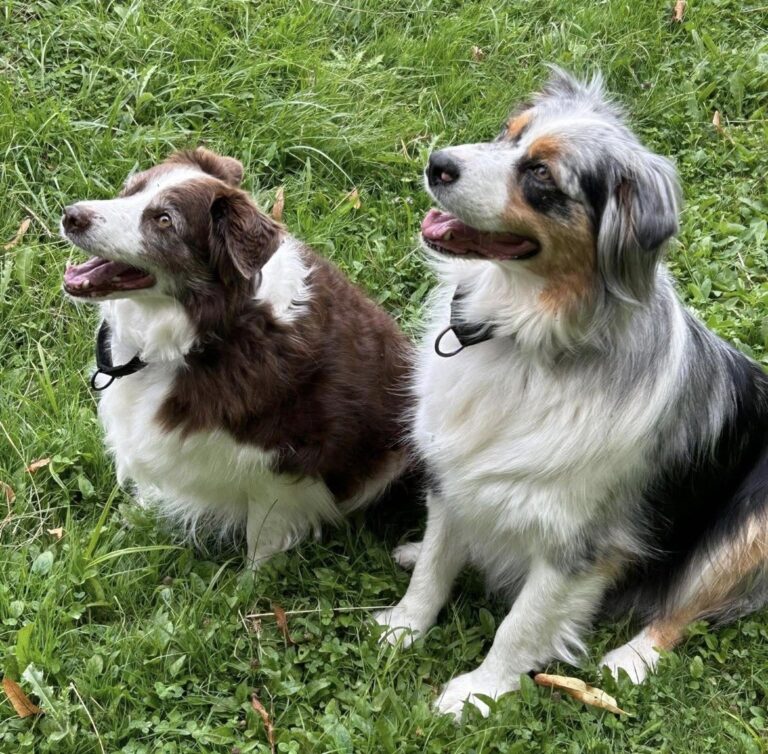 Olive and Forest